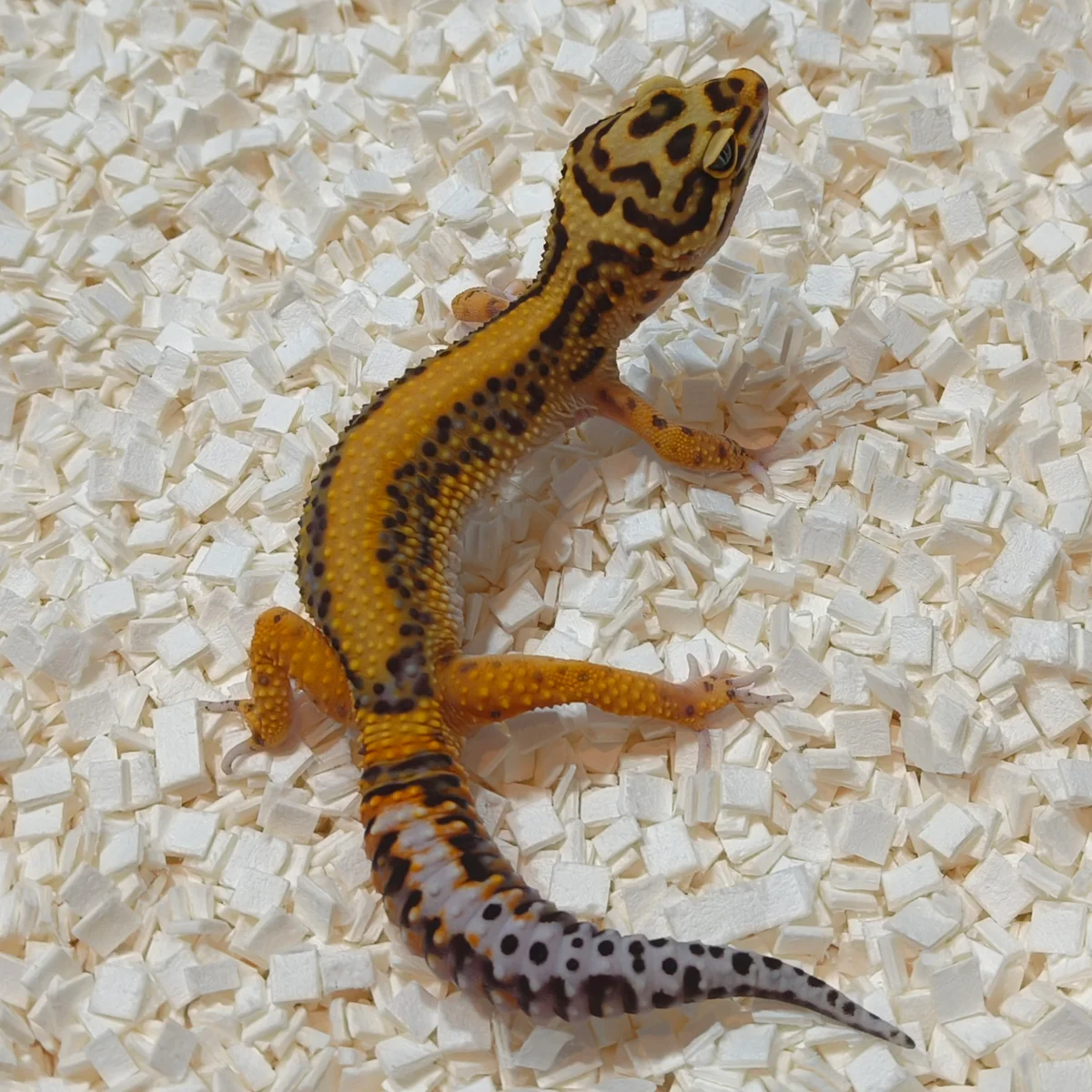 豹紋守宮外觀